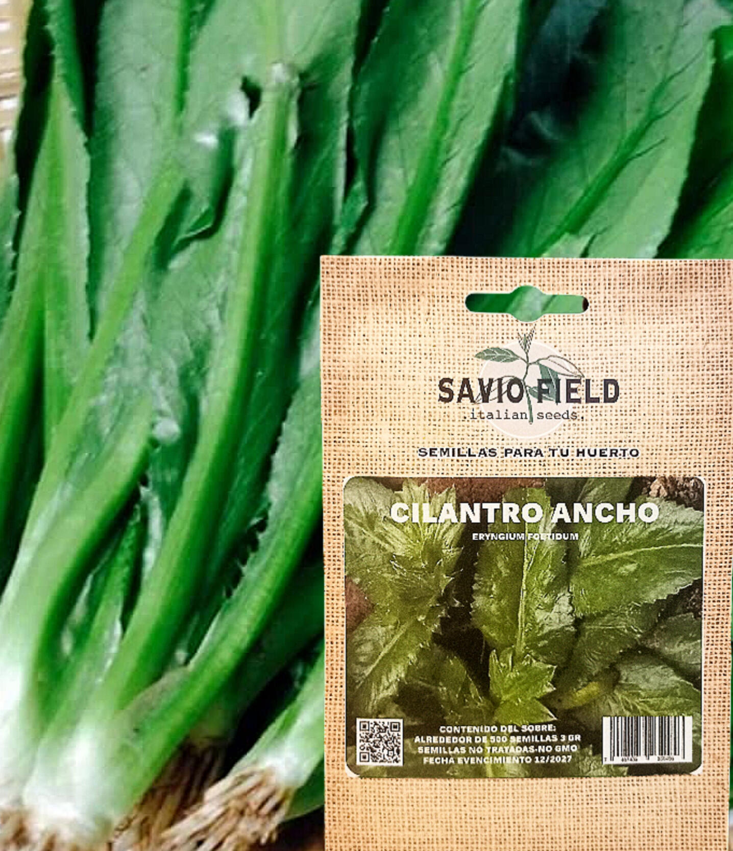Culantro Anchoo (Eryngium foetidum) Hierba de hojas largas y dentadas, de aroma fuerte, más intenso que el cilantro común. Fundamental en la cocina dominicana y caribeña. Se usa fresco o en sofritos para dar un sabor característico a caldos, habichuelas