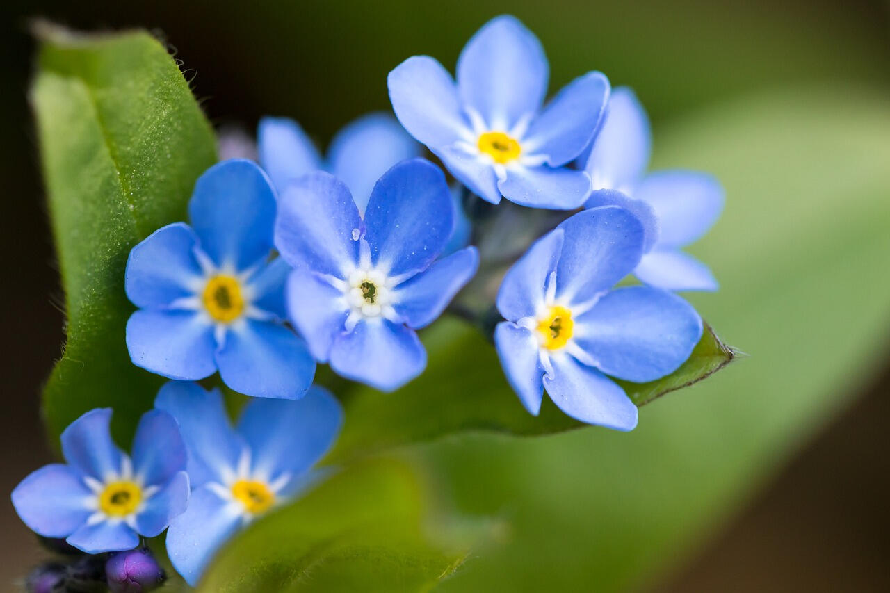 La flor “No me olvides” (conocida también como “Nomeolvides” o “Myosotis”) es una pequeña planta herbácea que produce flores diminutas y delicadas, generalmente de color azul intenso con centro amarillo, aunque también existen variedades en rosa y blanco.
