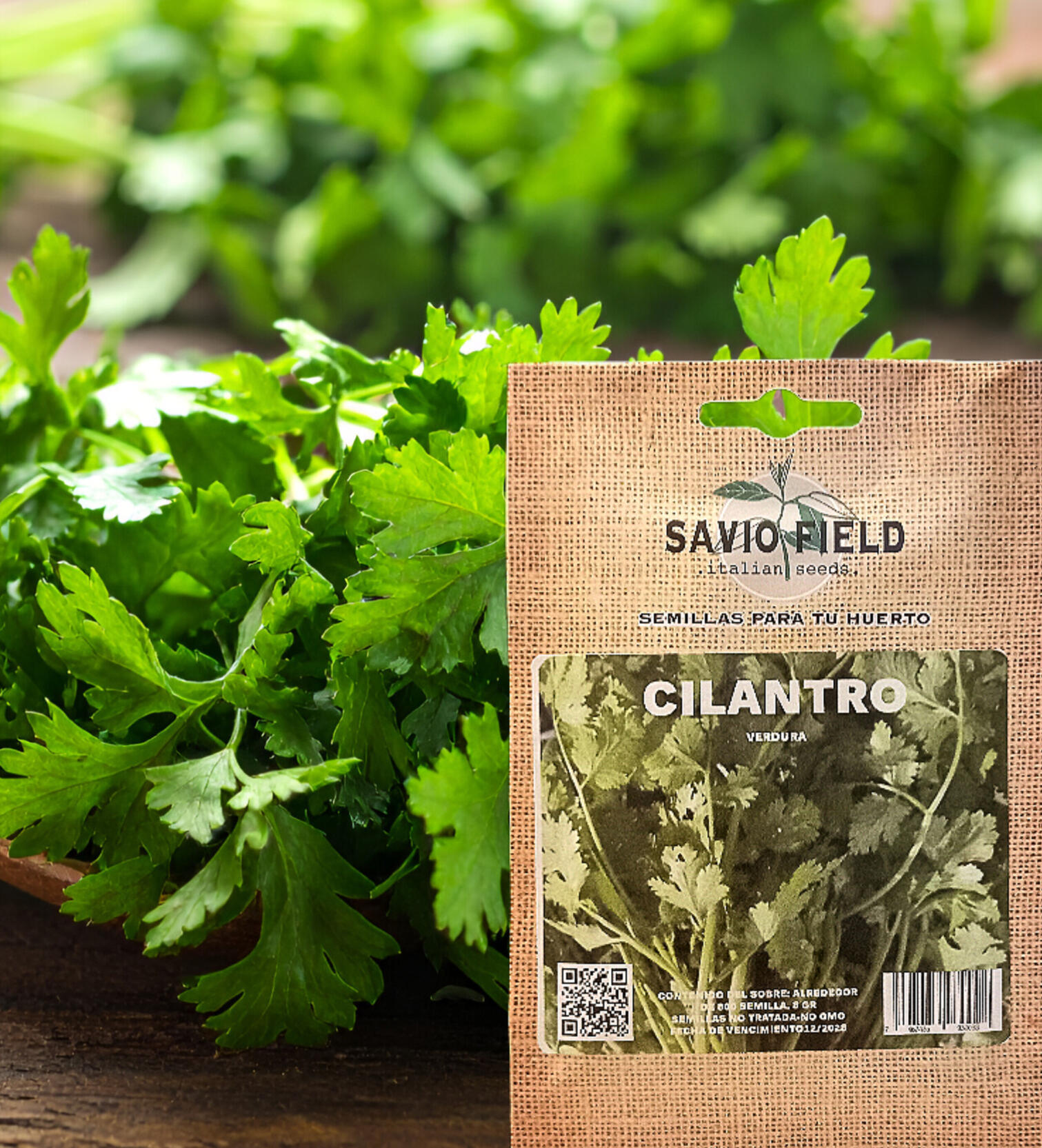 El cilantro es una hierba anual de la familia Apiaceae, ampliamente utilizada en la gastronomía por sus hojas frescas y semillas aromáticas. La planta alcanza entre 30 y 60 cm de altura, con tallos delgados y frágiles. Sus hojas son tripinnadas o lobuladas