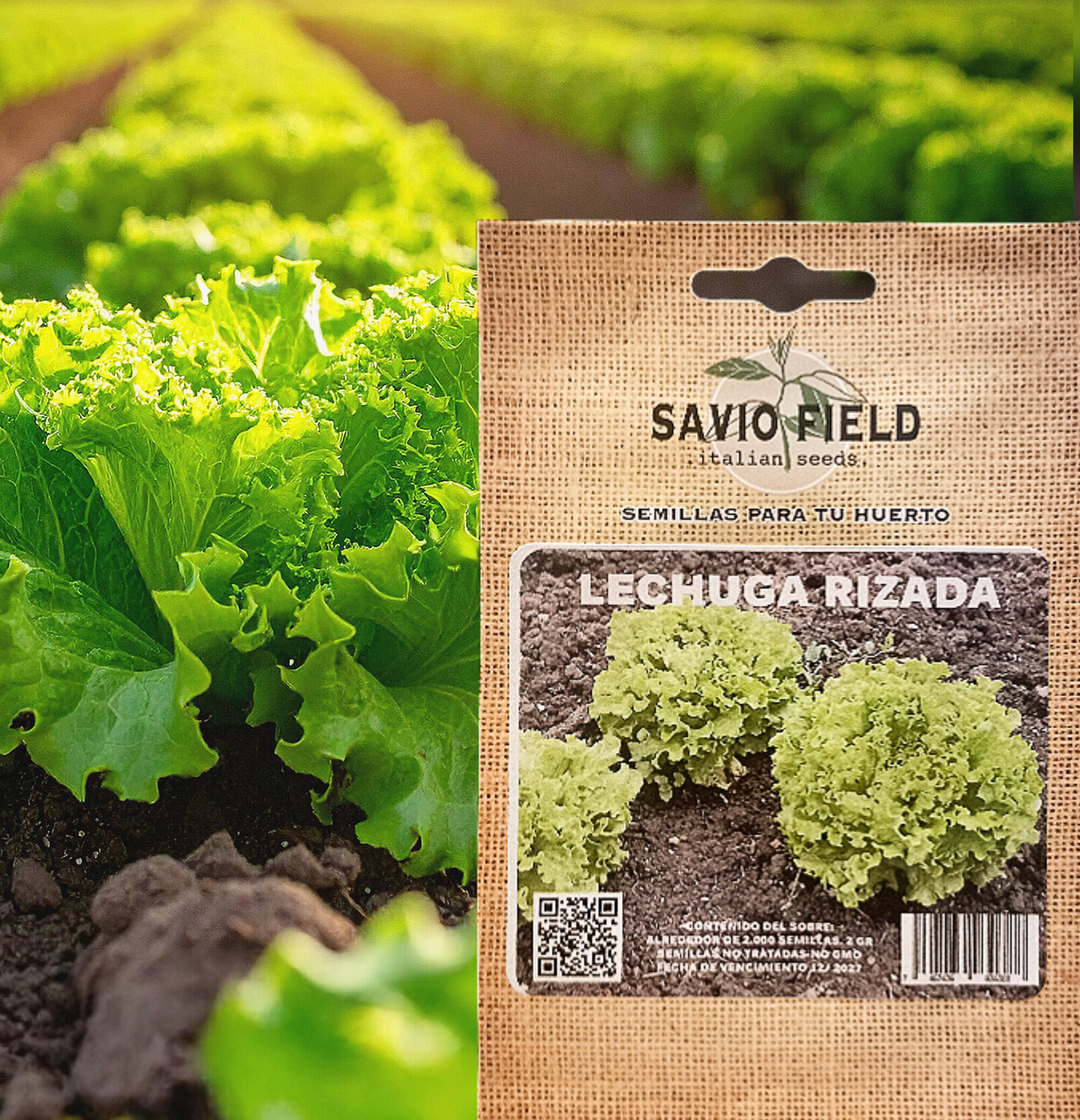 La lechuga rizada es una verdura nutritiva con propiedades beneficiosas para la salud, como su alto contenido de vitaminas (A y K) y minerales (potasio), que favorecen la visión, la salud ósea y la presión arterial. También es rica en antioxidantes, fibra