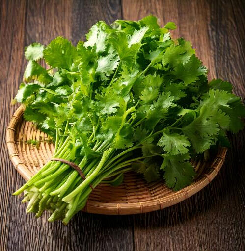 El cilantro es una hierba anual de la familia Apiaceae, ampliamente utilizada en la gastronomía por sus hojas frescas y semillas aromáticas. La planta alcanza entre 30 y 60 cm de altura, con tallos delgados y frágiles. Sus hojas son tripinnadas o lobuladas