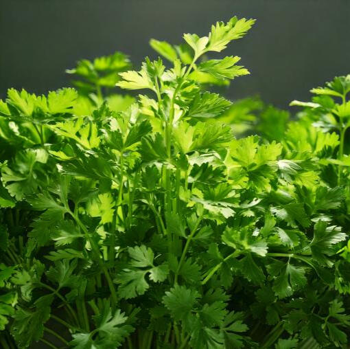 Perejil liso (Petroselinum crispum var. neapolitanum) Hierba aromática de hojas planas, intensamente verdes y muy fragantes. Se utiliza fresca en casi todos los platos: carnes, ensaladas, sopas y salsas. Indispensable en la cocina mediterránea.