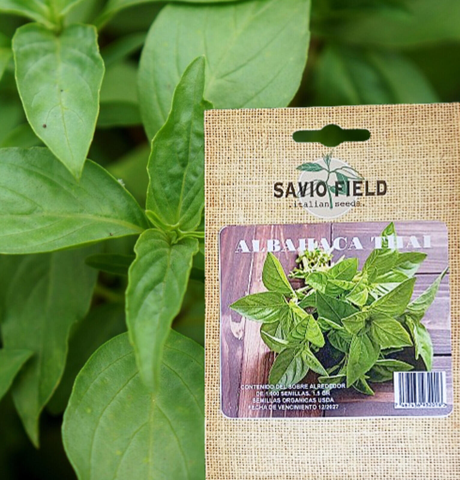 Albahaca Thai Aroma/Sabor: Dulce con notas anisadas; muy aromática. Uso: Curry, sopas, platos asiáticos, salteados. Planta: Arbustiva, resistente al calor y productiva. Hojas: Verdes con tallos morados; hojas más finas y firmes.